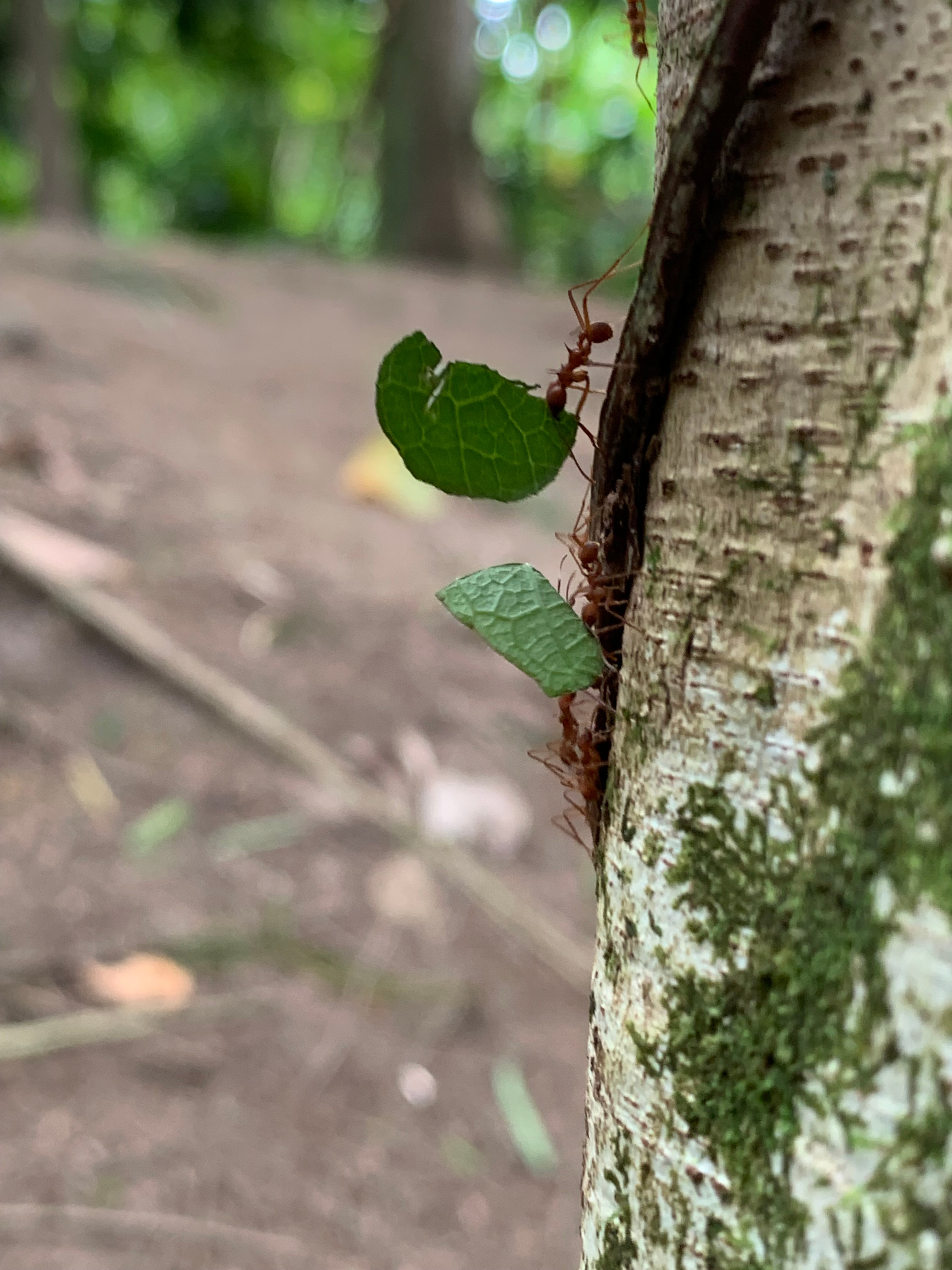 Costa Rica